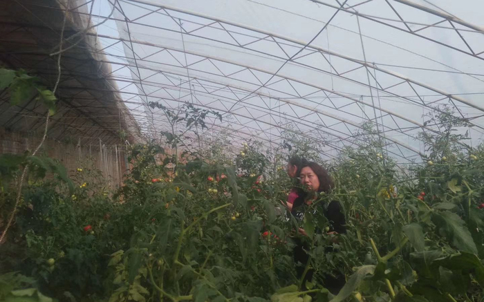 吴艾祥的蔬菜大棚。受访者供图