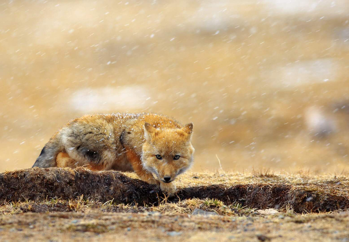 《蓄势待发》（狐狸） 李善元拍摄