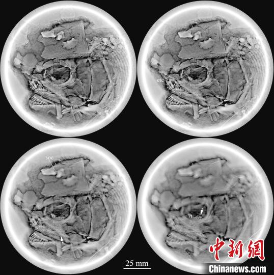  “云南暴鱼”头部高精度断层扫描描图。徐光辉 供图
