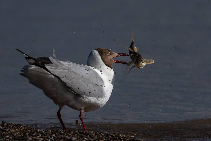 《口到擒来》（棕头鸥） 李善元拍摄