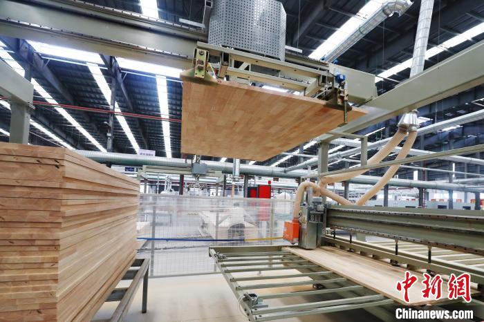由于智能备料工厂的数字化程度较高，可采用三班倒方式实现连续生产，基本产能提升率达到100%，固定成本投入下降了30%以上，每立方米的木料制造成本低于市场的15%。　刘占昆 摄