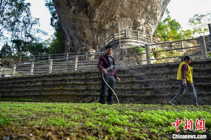 覃维定在给岩黄连种苗浇水。　王以照 摄