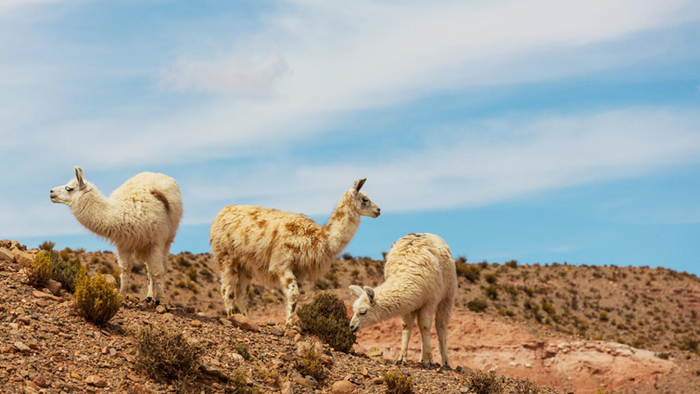 图片来源：摄图网