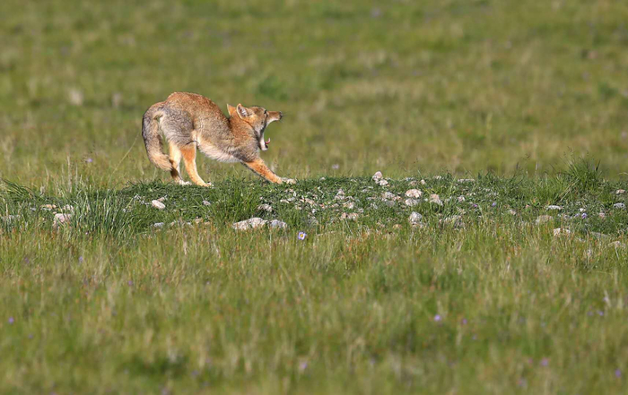 《惬意》（狐狸） 李善元拍摄
