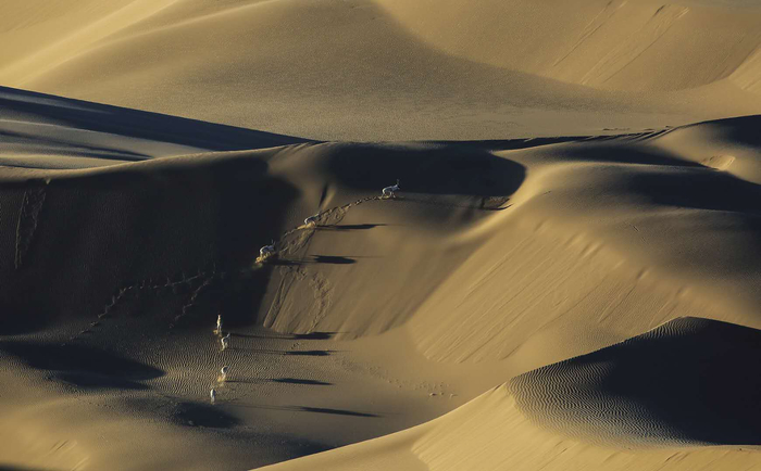 《随影随行》（藏羚羊） 李善元拍摄