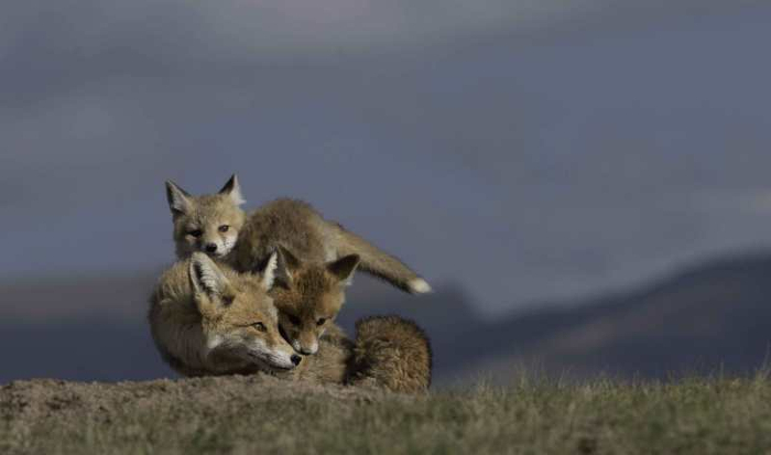 《母爱》（赤狐） 李善元拍摄