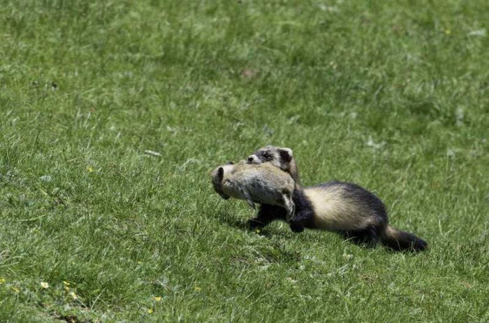 搬家的艾虎  李善元拍摄