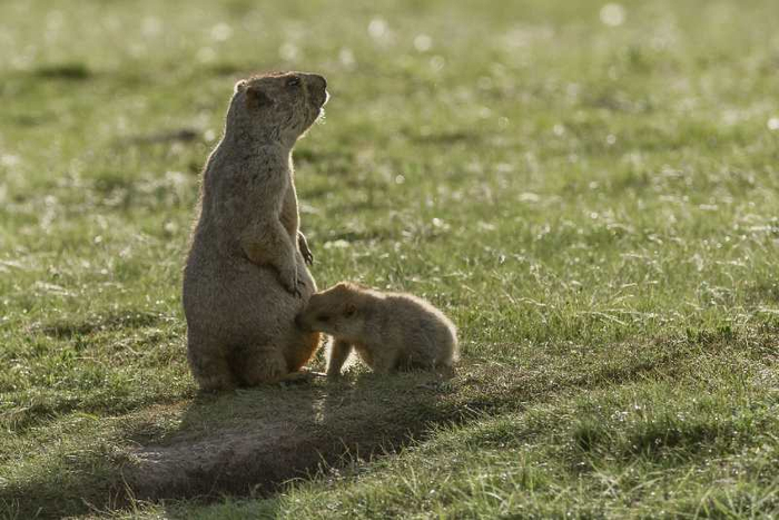 《母乳》（旱獭） 李善元拍摄