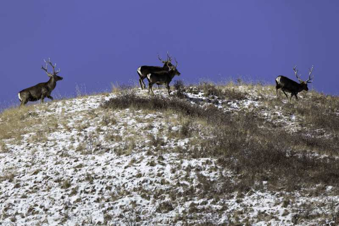 《马鹿》 李善元拍摄