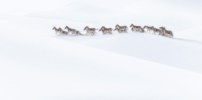 《藏野驴》 李善元拍摄