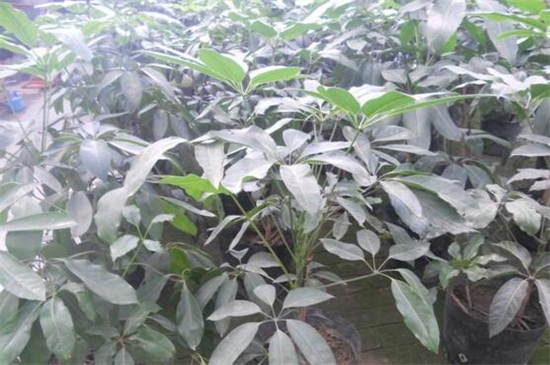 叶片发黑的“大叶伞”,需学会三个解决方法,才能使其恢复健康!|养护|小编|花草|植物|环境_新浪新闻
