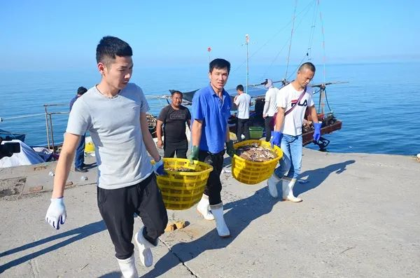 王雷涉黑组织覆灭后，潍坊海域恢复了正常的渔业生产秩序。图为潍坊市滨海区渔民正在将刚捕捞的梭子蟹搬运上岸。胡骁 摄