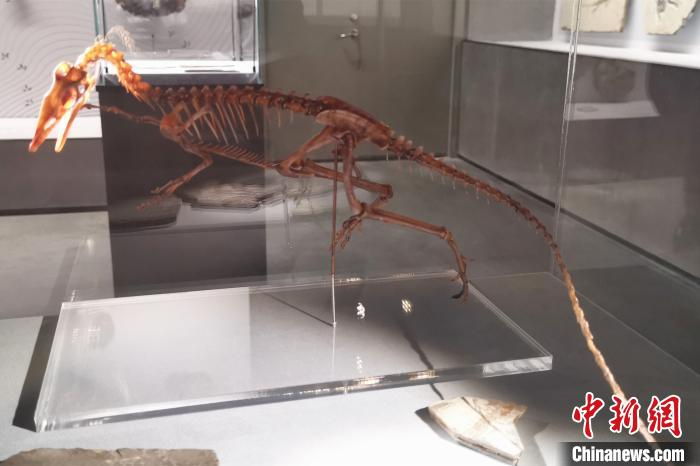 全长约60厘米的新属种恐龙——英良迅猛龙，由英良·石材自然历史博物馆发现并命名。该研究成果发表于国际著名学术刊物，对研究恐龙演化意义重大。　孙虹 摄