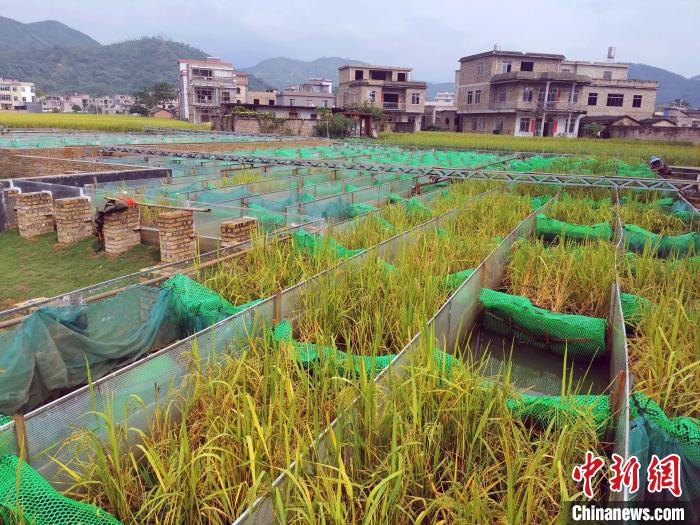 河村矩阵消化道集成人工生态湿地 储玮玮 摄