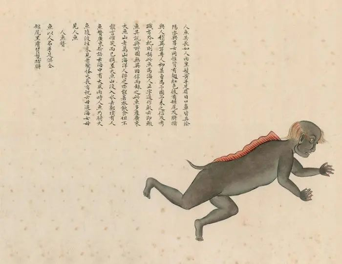 《海错图》里的《人鱼》图。图片来源：《海错图》