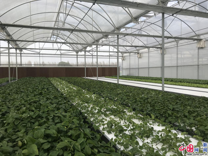 蓝城·高科技农业示范园。中国网记者 李高思/摄