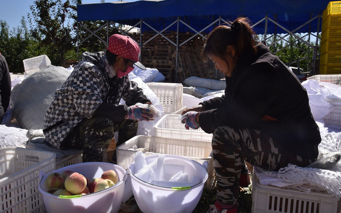 农人们忙着采摘打包大桃。受访者供图