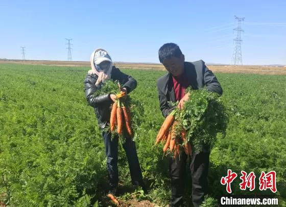     图为张小平（右）种植的胡萝卜喜获丰收。内蒙古农牧业科学院蔬菜研究所供图