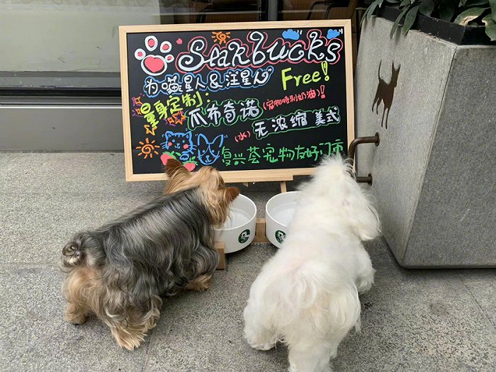 星巴克会为宠物提供特殊饮品。图片来源：微博@南宁星巴克