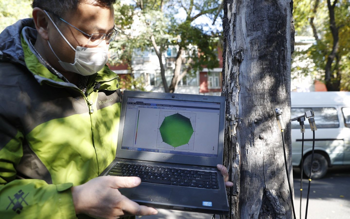 巢阳展示电脑上“画”出的空洞横截面示意图。图的颜色发黄，说明已经开始腐朽；发紫，就意味着有空洞。如果空洞率达到50%，一般情况下就认为这棵树容易倒伏。摄影/新京报记者 侯少卿