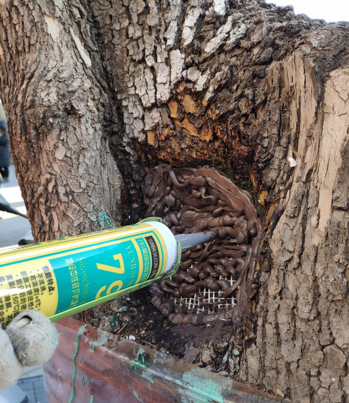 工作人员用与树体颜色相近的硅胶修补树洞。受访者供图