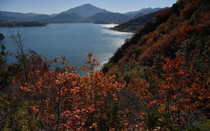 蔚蓝的天空下，金海湖被山川、红叶环抱，风景秀美如画。摄影/新京报记者 吴宁