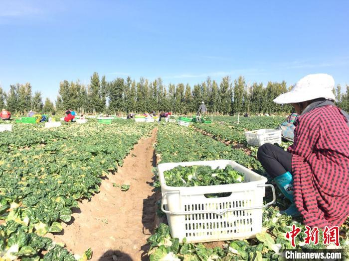 图为来自贵州贵阳的收菜工蒙阿金，她在金昌市金川区双湾镇九个井村的供粤港澳大湾区蔬菜基地里忙碌着。　张婧 摄
