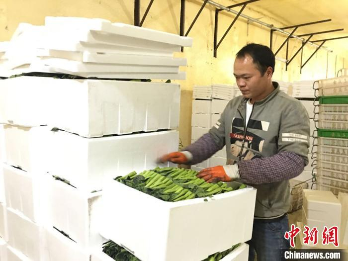 图为金昌市永昌县供粤港澳大湾区“菜篮子”的冷库中，“菜工”再次检查，并放入适量冰袋保鲜。　张婧 摄