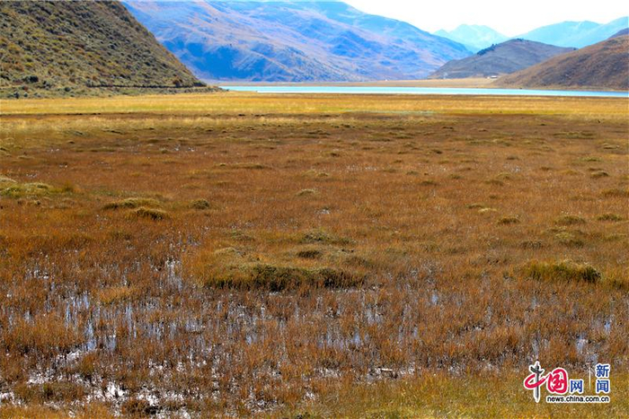 图为四川白玉拉龙措国家湿地公园，属于我国所特有的青藏高原高寒湿地类型。内有国家I级重点保护植物高寒水韭和国家II级重点保护植物冬虫夏草、红花绿绒蒿分布。中国网记者 栗卫斌 摄