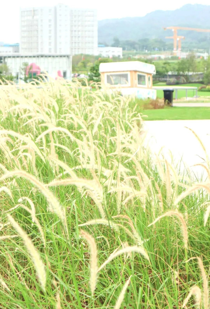 （图片来源：定格深圳）