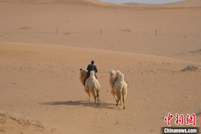 图为驼峰文物保护队。内蒙古文物局供图