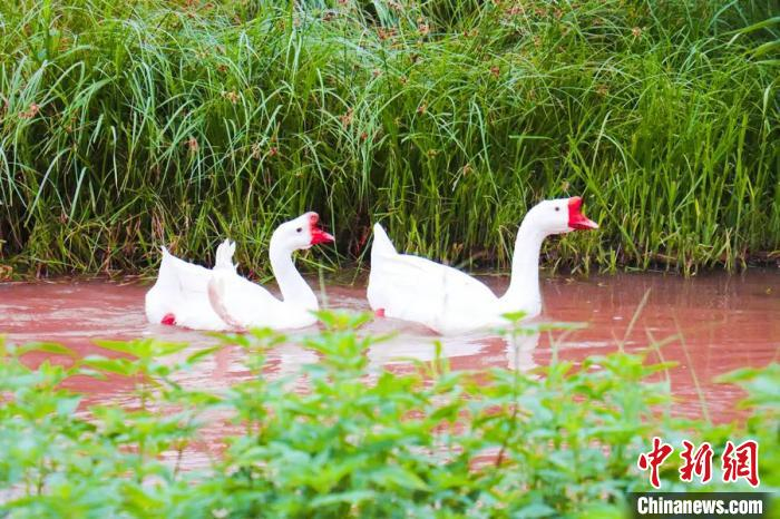 图为经过治理的金沟河生态改善，引来动物在水边栖息。(资料图) 包兴鹏 摄