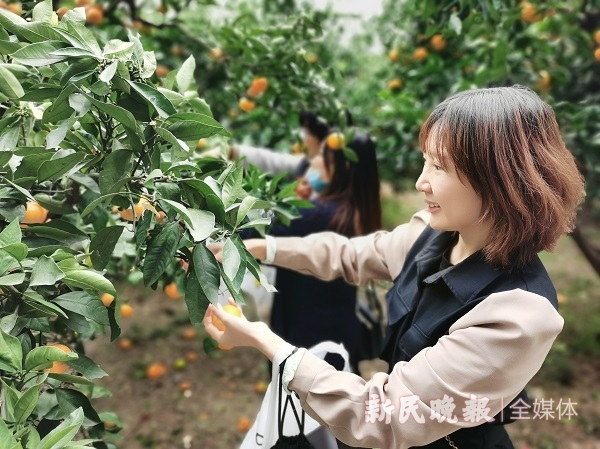 图说：黄澄澄的桔子引来不少游客采摘 新民晚报记者 金旻矣 摄