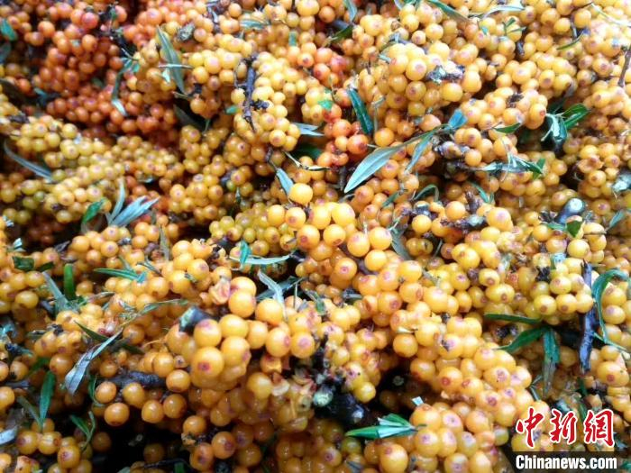     图为沙棘果。（资料图）　孙睿　摄