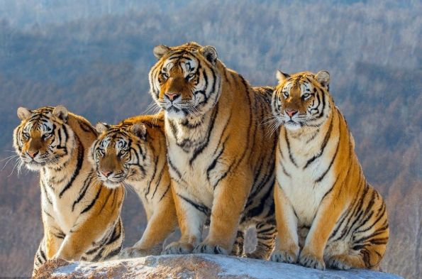 生肖虎3月15日运势测试(2021年3月15日属虎人运势)