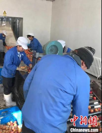     图为“沙果自动去核切分机（SGZQ-I型）”正在工作。　王晓东　摄