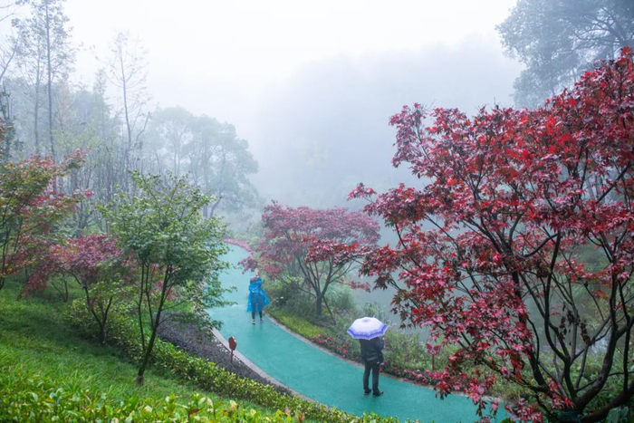 缙云山步道黛湖段。邹乐 摄