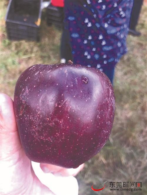■甜美可口的“黑钻”苹果
