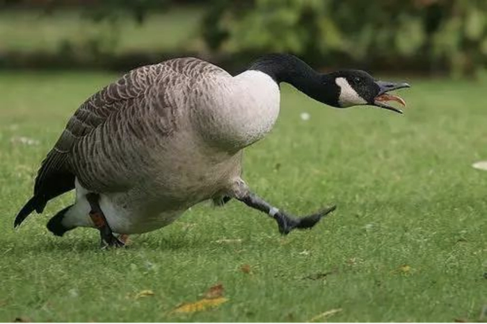 野鹅 图片来源于网络