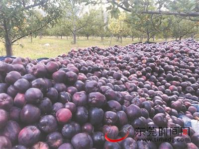 ▲位于西藏林芝的藏汉情缘苹果基地里，林芝特色农产品“黑钻”苹果迎来收获季节 图片均由全媒体特派记者 查雨霏 摄