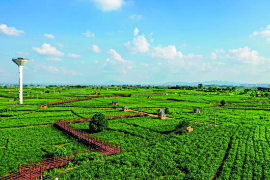 　　广西横县茉莉花田（9月17日摄，无人机照片）。 记者曹祎铭摄