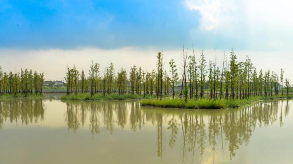 图说：往日半封闭的养殖池塘摇身成为开放式的河流型郊野湿地公园。