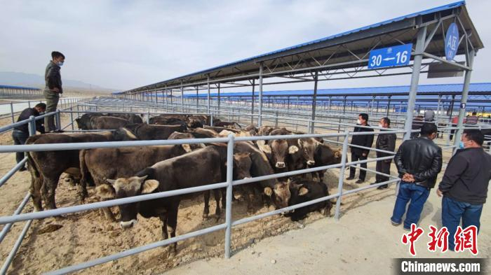     伊犁华凌活畜交易市场10月1日在新疆巩留县正式开业，预计年交易额可达50亿元。　华凌供图