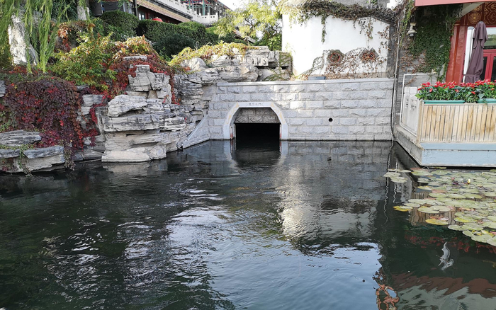 西城区西海水质环境改善，如今常有野鸭出现。新京报记者 黄哲程 摄