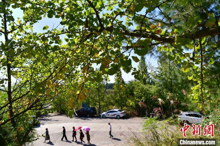进入秋季，在长汀县策武镇南坑村，10万株银杏树林立山头，叶子正开始慢慢变黄。　张斌 摄