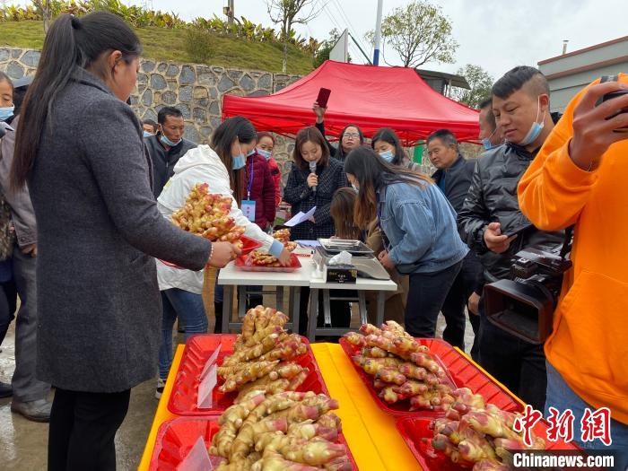 图为当地生姜种植比赛中的参赛生姜。　刘鹏 摄