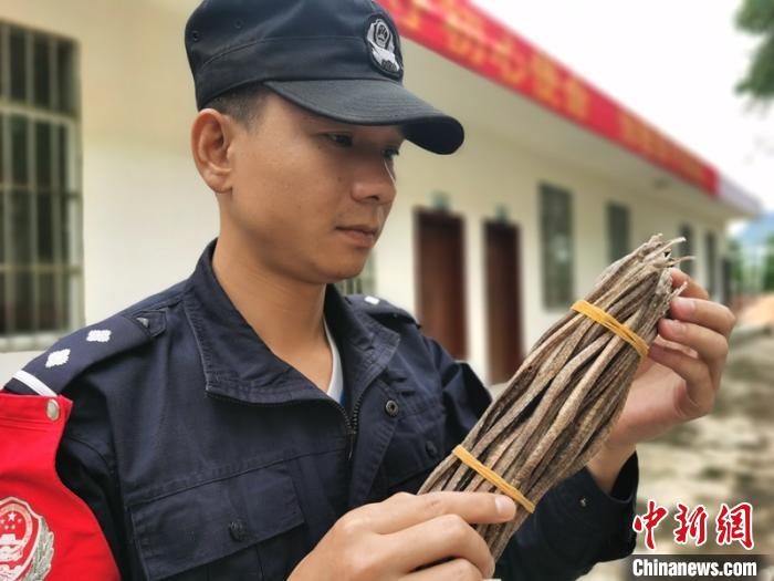 图为办案民警清点涉案海蛇干 林浩 摄