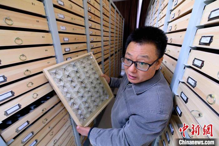 曹天文收集昆虫标本10余万、4000余种。其中，近半是蝴蝶标本、2000余种。　韦亮 摄