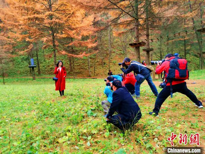 曾家山鸳鸯池森林公园成为金色的童话世界，摄影师纷至沓来。苗志勇 摄