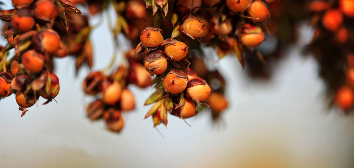 ▲色泽红亮、颗粒饱满，这就是中国最适宜酿酒的川南糯红高粱